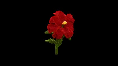 扶桑花